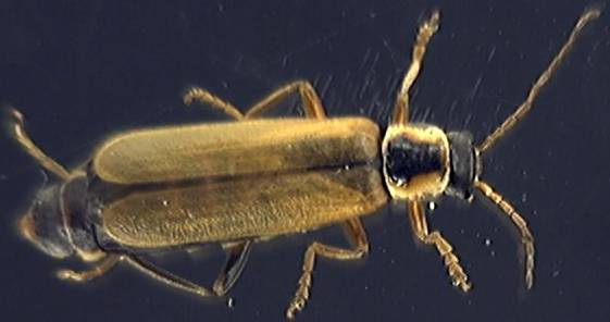 Cantharis decipiens